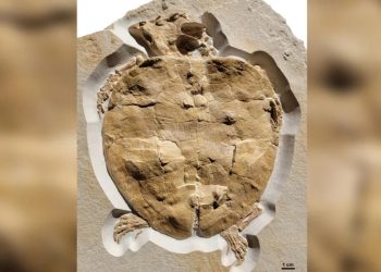 Jurassic deniz kaplumbağasının en eksiksiz fosili bulundu