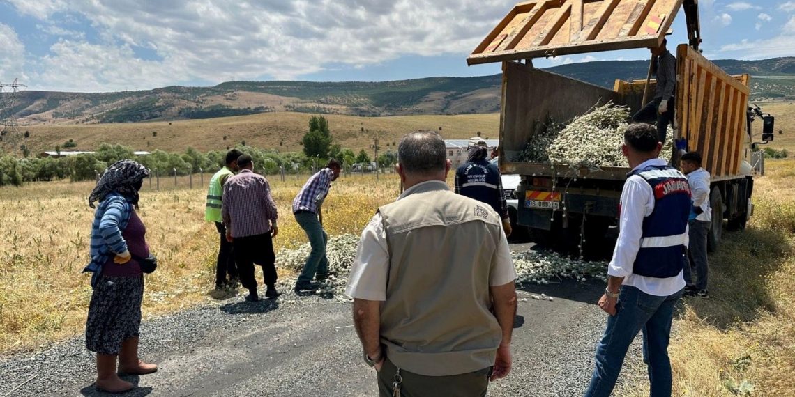 Kaçak pamuk dikeni bitkisi toplatan kişiye 244 bin lira ceza