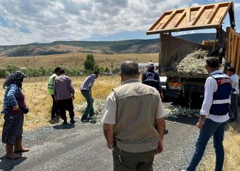 Kaçak pamuk dikeni bitkisi toplatan kişiye 244 bin lira ceza