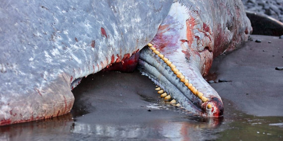 Karaya vuran meyyit balinanın içinden 500 bin euro çıktı