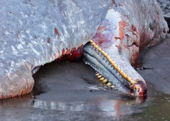 Karaya vuran meyyit balinanın içinden 500 bin euro çıktı