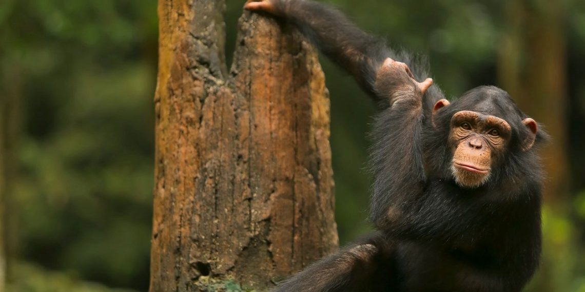 Kolombiya’da hayvanat bahçesinden kaçan 2 şempanze öldürüldü