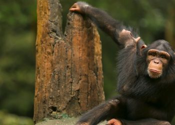 Kolombiya’da hayvanat bahçesinden kaçan 2 şempanze öldürüldü