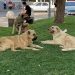 Kuduz köpek saldırısı sonrası vefat