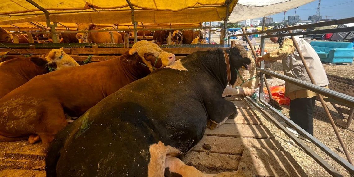 Kütahya’da şap karantinası