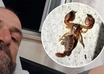 Meyyit sandığı akrep hastanelik etti