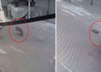 Minibüs sahipsiz köpeği ezdi