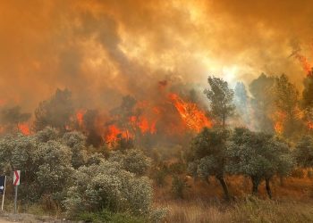 Muğla Milas’ta orman yangını