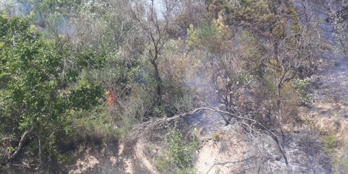 Osmaniye’de orman yangını