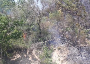 Osmaniye’de orman yangını