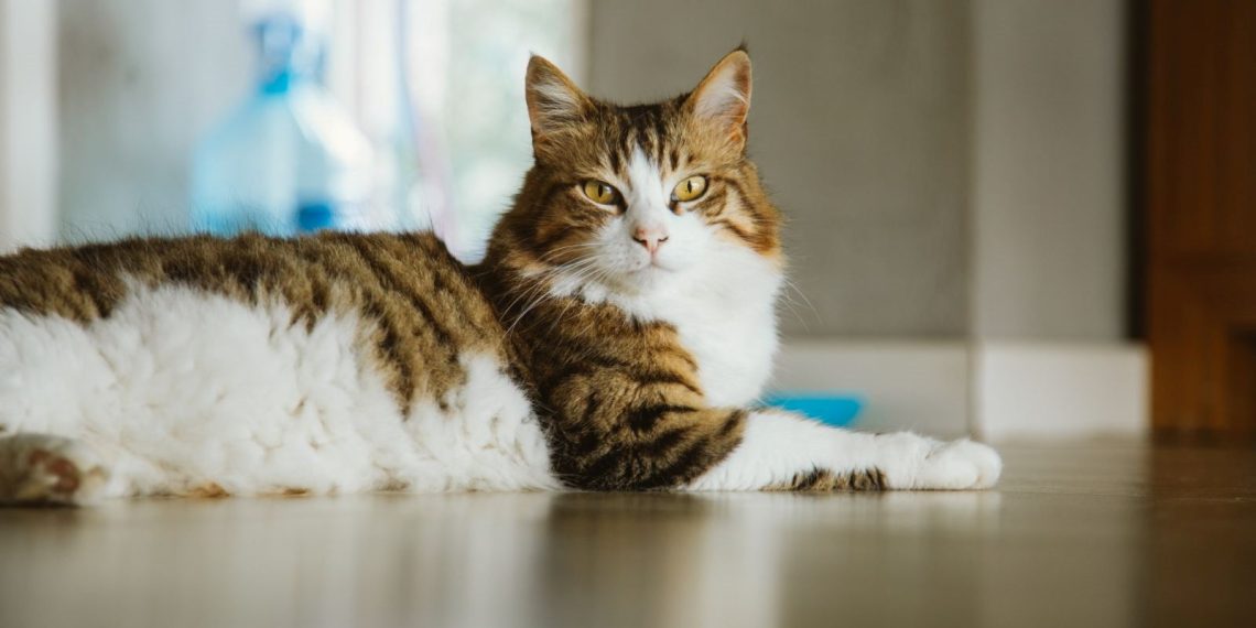 Polonya’daki kedilerde gizemli kuş gribi salgını