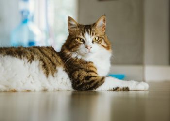 Polonya’daki kedilerde gizemli kuş gribi salgını