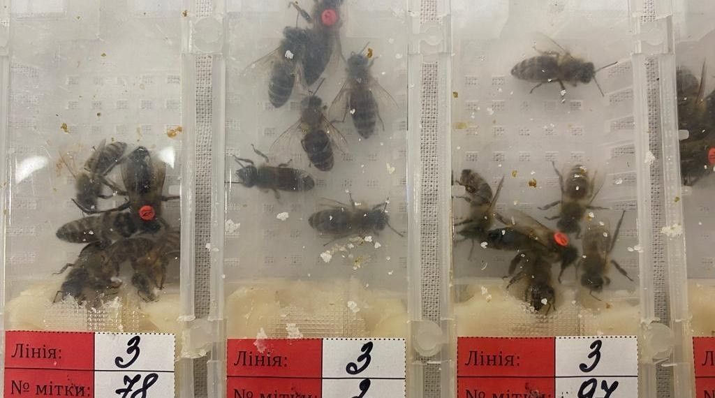 Sabiha Gökçen Havalimanı’nda 1240 canlı arı ele geçirildi