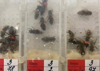 Sabiha Gökçen Havalimanı’nda 1240 canlı arı ele geçirildi