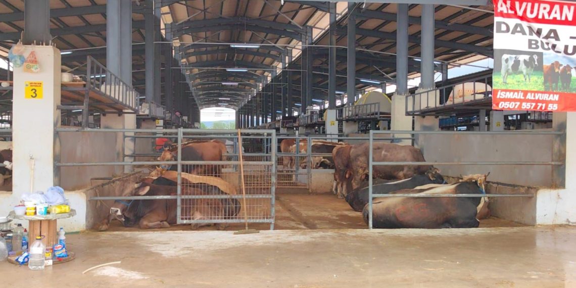 Samsun’da şap nedeniyle hayvan pazarları kapatıldı