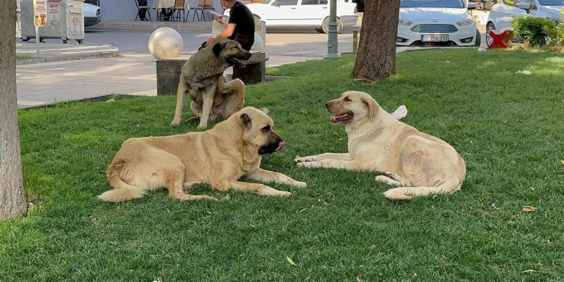 Şanlıurfa’da bir kişi kuduz hadisesi nedeniyle tedaviye alındı
