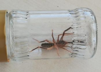 “Sarıkız” örümceği paniği: Çorum’da görüldü