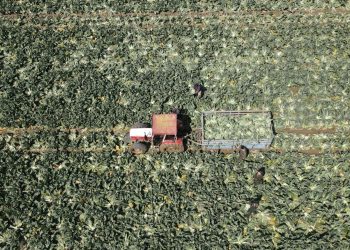 Sarsıntılardan etkilenen çiftçilerin hasar tespitiyle görevlendirilen komitelere ek müddet tanındı