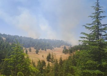 SON DAKİKA HABERİ: Adana’da orman yangını