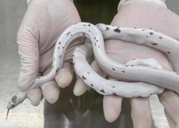 Sütyenine 5 yılan gizleyen bayan, gümrükte yakalandı