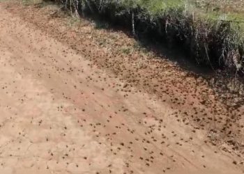 Tekirdağ’da çiftçilerin dehşetli düşü oldu: Çekirgeler tarım topraklarına ziyan veriyor