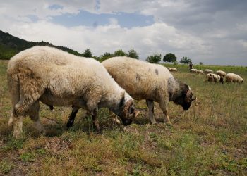 Tokat’ta hayvanlara ”mavi dil” karantinası