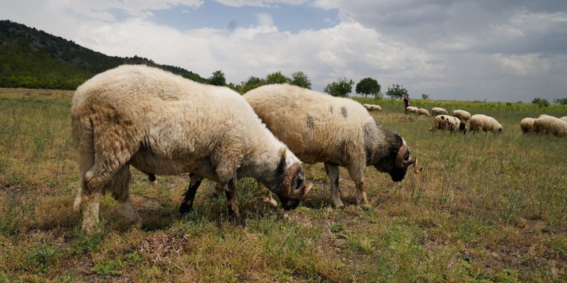 Tokat’ta ”mavi dil” karantinası