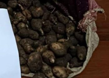 Tunceli’de salep soğanı toplayan 2 bireye 220 bin lira ceza