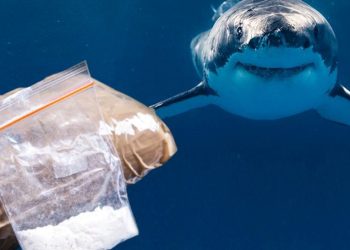 Uyuşturucu deniz altına indi | Köpek balıkları kokain sarhoşu