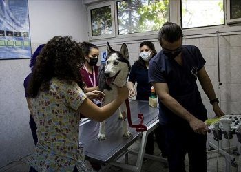 ”Veteriner sayısı artsın” daveti