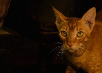 Yabani kedinin kaçırdığı 15 günlük bebek çatıdan düşerek öldü