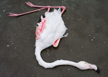 Yunanistan’da onlarca meyyit flamingo bulundu