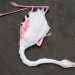 Yunanistan’da onlarca meyyit flamingo bulundu