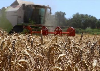 Ziraî destekleme ödemeleri yattı mı, ne vakit yatacak? Bakan Yumaklı açıkladı