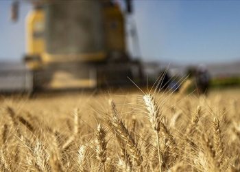 Ziraî destekleme ödemeleri yattı mı, ne vakit yatacak? Bakanlık açıkladı