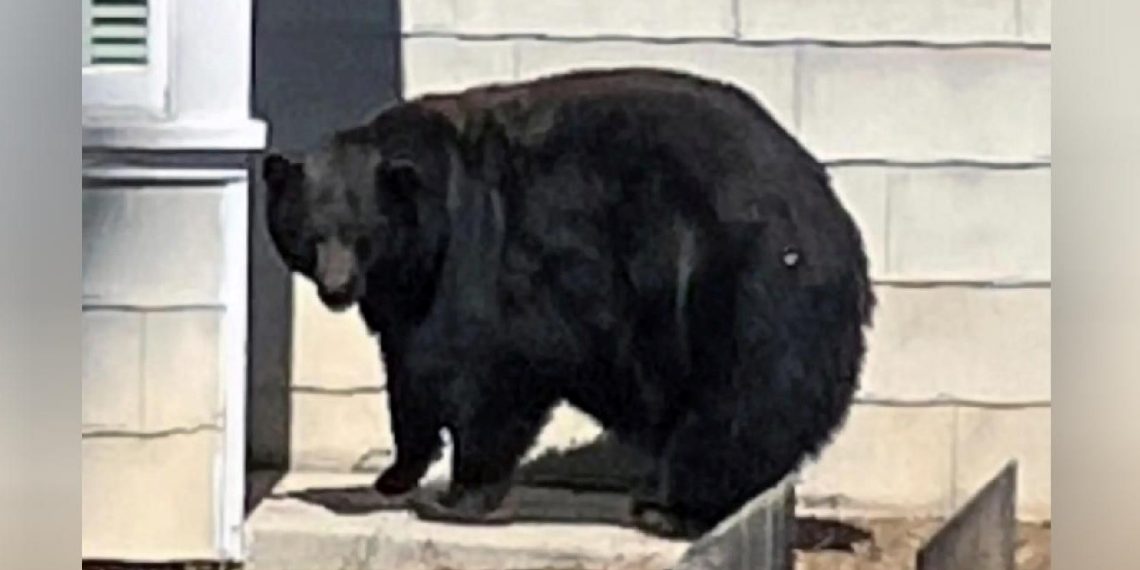 21 konutu talan eden dev ayı yakalandı