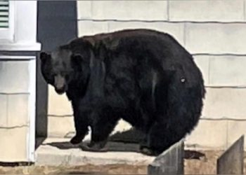 21 konutu talan eden dev ayı yakalandı