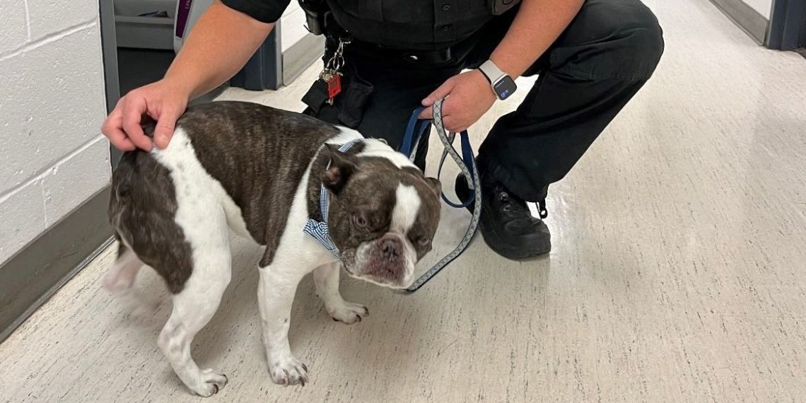 ABD’de bir yolcu köpeğini havalimanında terk etti