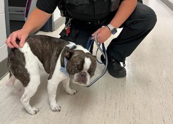 ABD’de bir yolcu köpeğini havalimanında terk etti