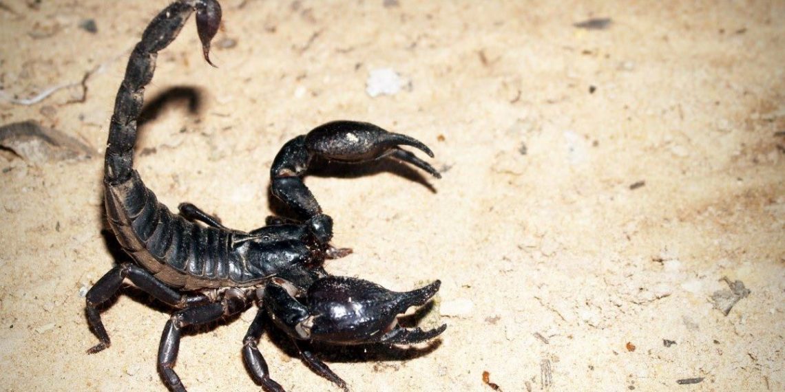 Akrebin soktuğu bebek ağır bakımda