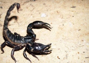 Akrebin soktuğu bebek ağır bakımda