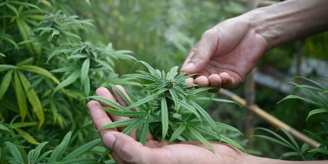 Almanya’da hükümet ülkede esrarın yasallaşması için adım attı: Yetişkin başına üç kenevir bitkisi