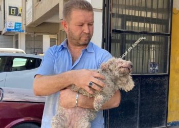 Ankara’da pitbull dehşeti: Evcil hayvanın çenesini kopardı