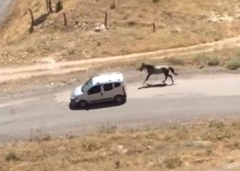 Aracına atı bağlayıp gerisinden koşturan şoföre para cezası