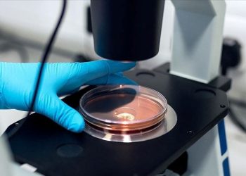 Araştırma: Yeni keşfedilen bakteri çeşidi TC1, sıtmanın insanlara bulaşmasını engelleyebilir