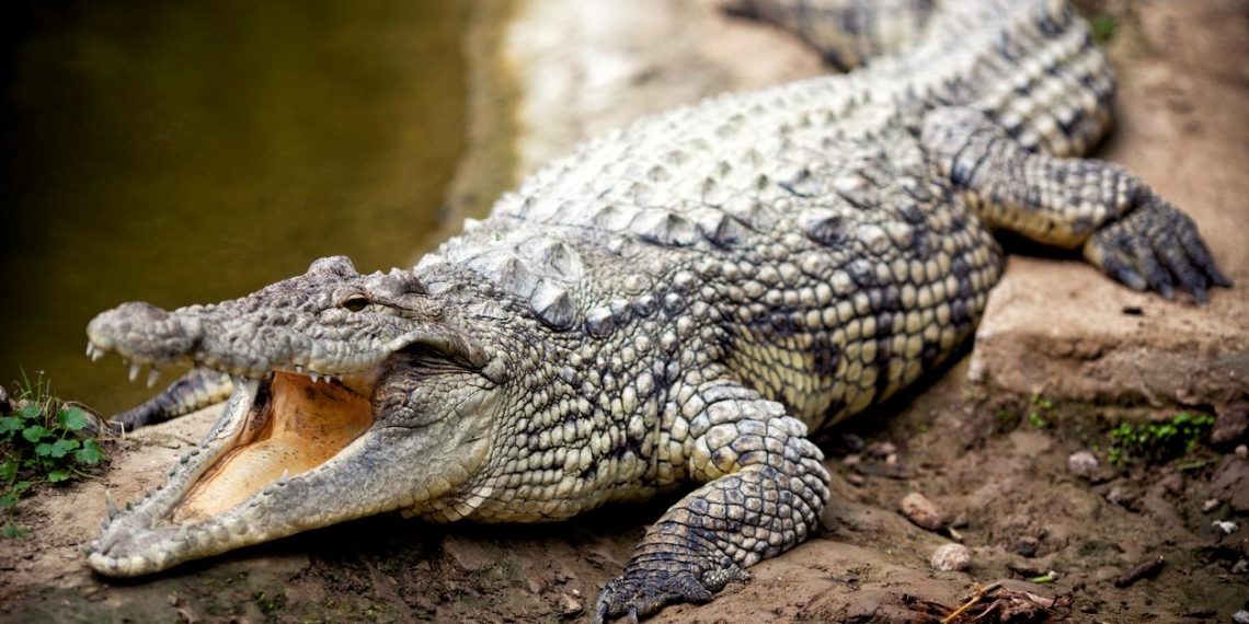 Askerlere timsah saldırdı, Savunma Bakanlığı kusurlu bulundu