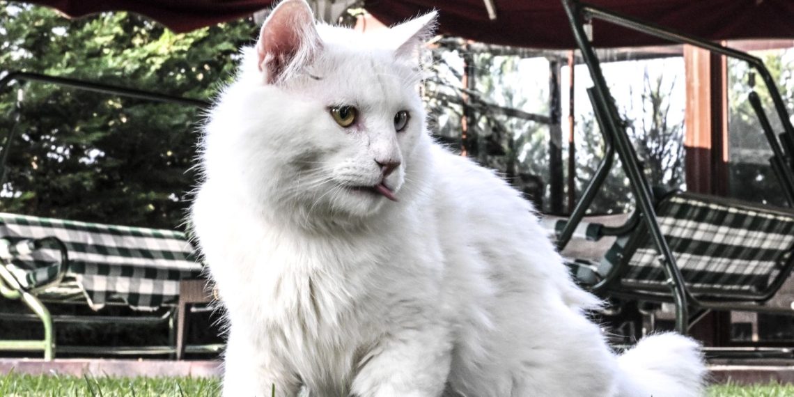 Ayasofya’nın yeni kedisi Seymen