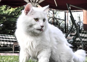 Ayasofya’nın yeni kedisi Seymen