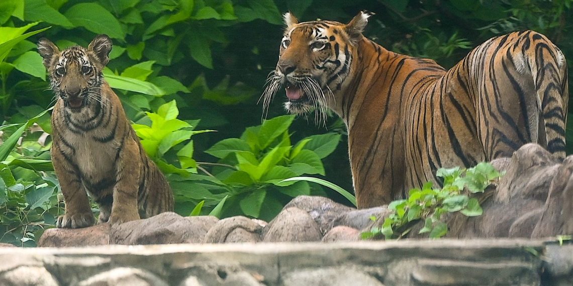 Bangladeş, Bengal kaplanlarının tabiata salınması planını durdurdu