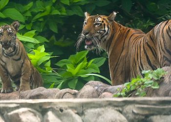 Bangladeş, Bengal kaplanlarının tabiata salınması planını durdurdu